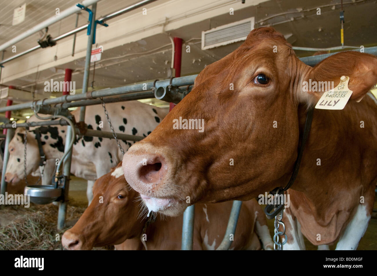Cows on display at the Central Experimental Farm and Agricultural