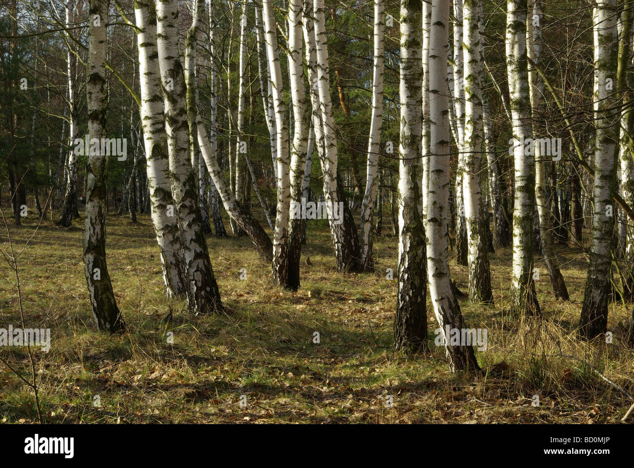 Birke Birch 25 Stock Photo