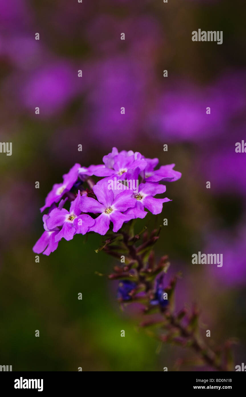 Cluster of purple verbena flowers with blurred purple background Stock Photo