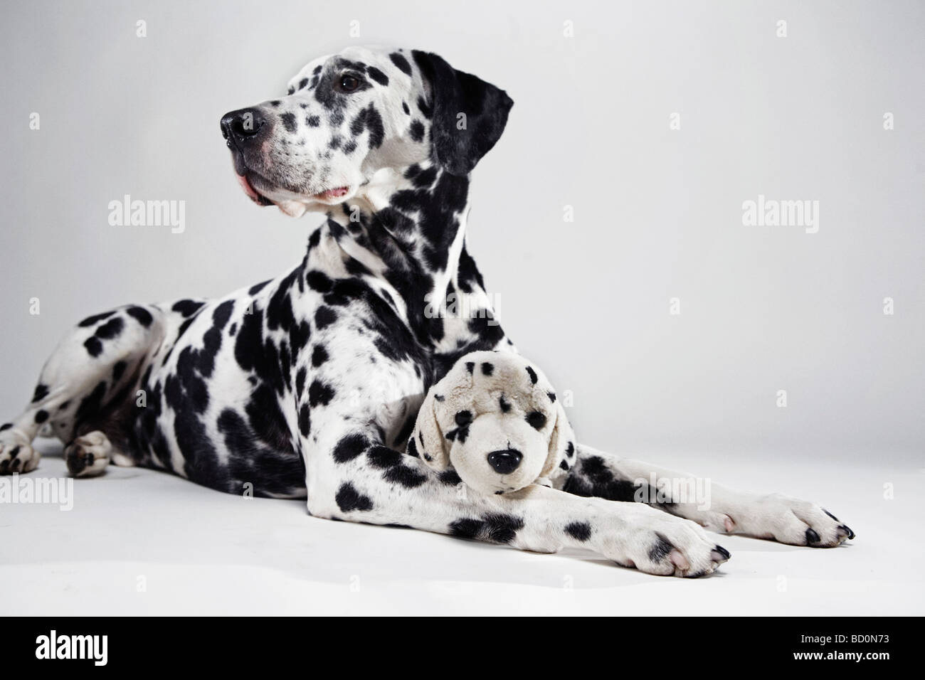 New handmade standing felt dog white with black dalmatian style 