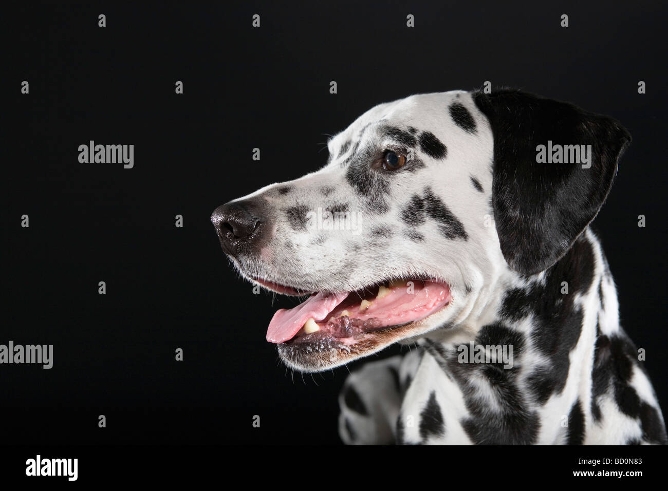 Adult male Dalmatian portrait Stock Photo