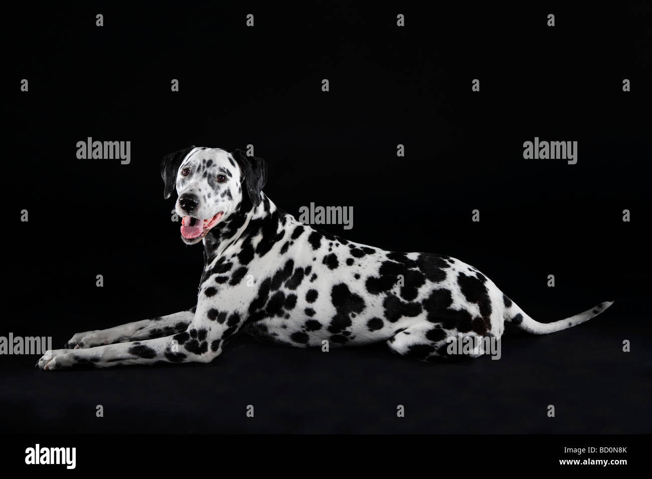 Adult male Dalmatian portrait Stock Photo