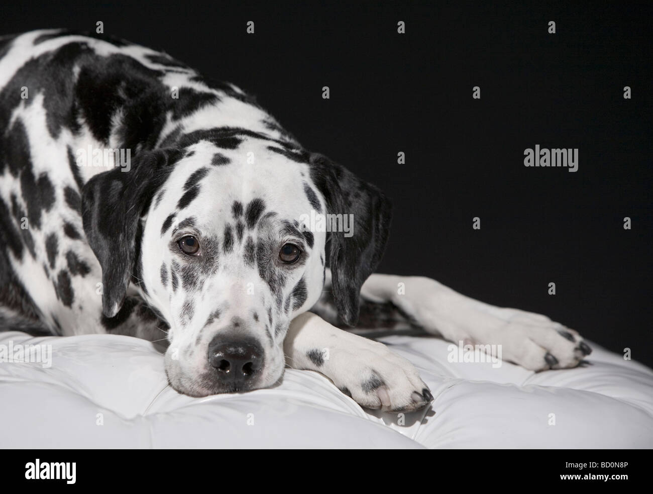 Adult male Dalmatian portrait Stock Photo