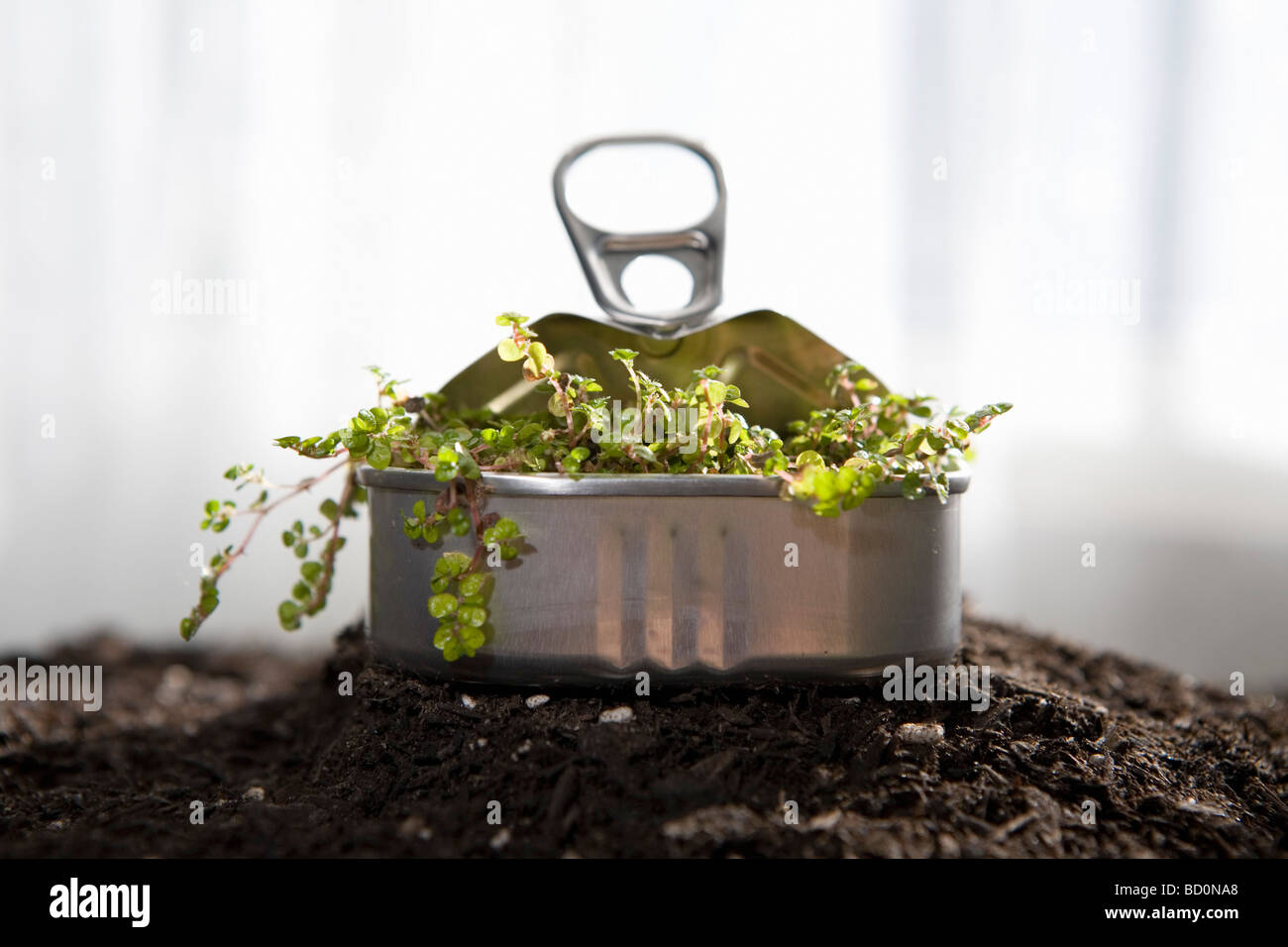 Small plant sprouting in sardine can Stock Photo