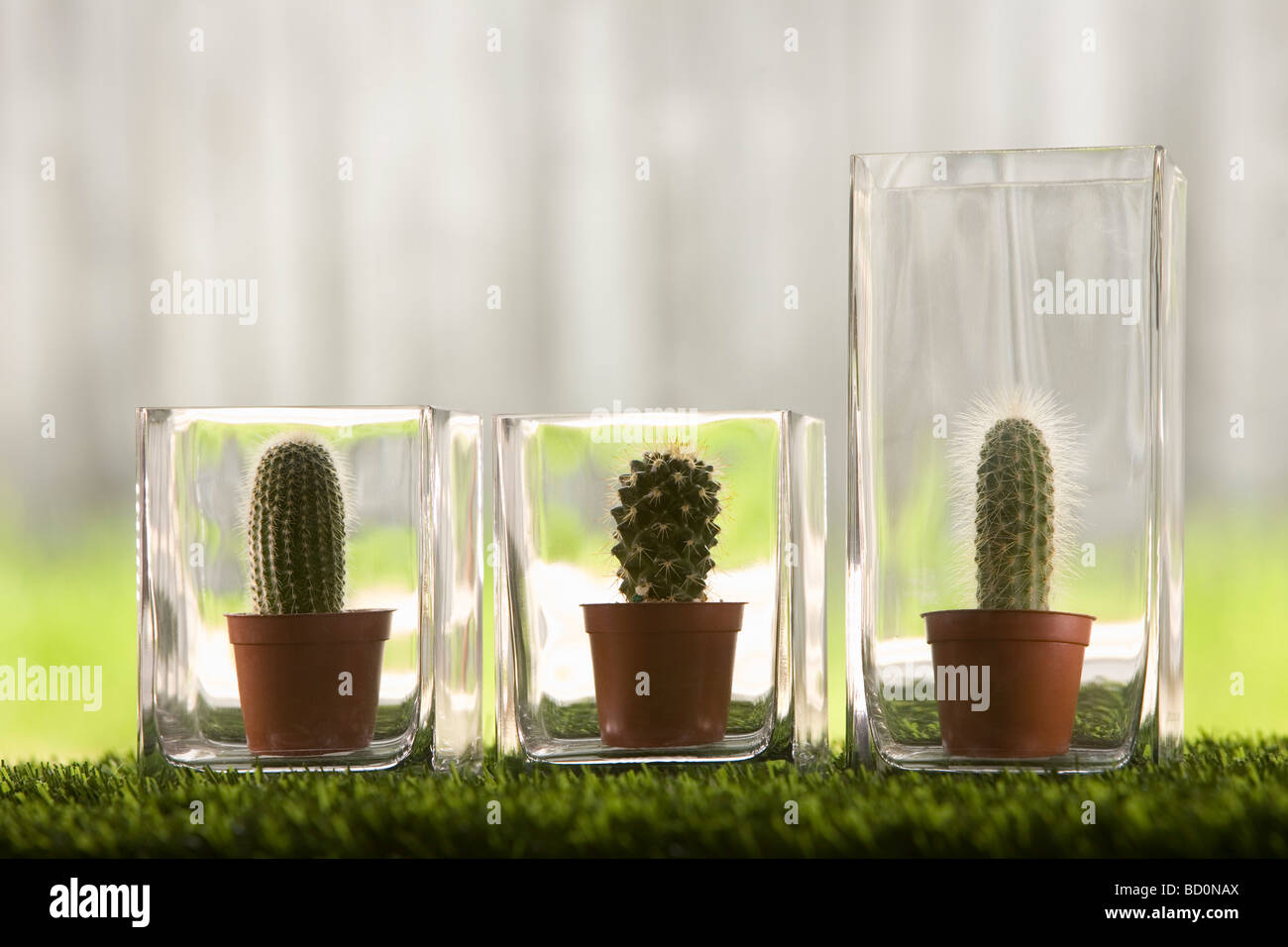 Cacti in glass vases Stock Photo