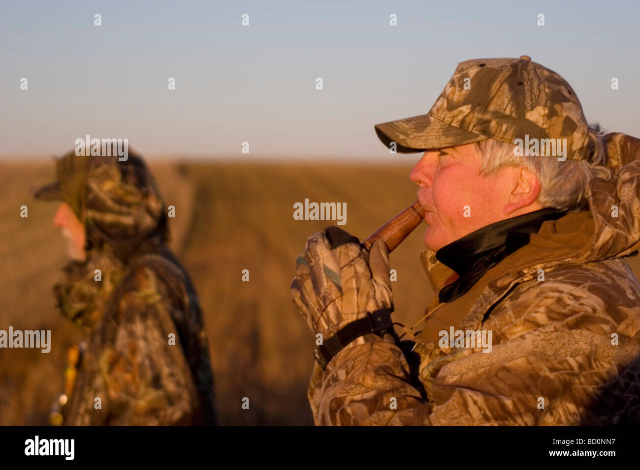 Duck hunter using a duck call. Duck hunting at dawn on a hilltop south east of Minot, North Dakota, USA Stock Photo