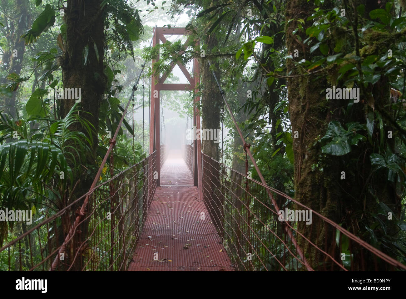 Costa Rica Monteverde eco tourism canopy walkway in cloudforest Stock Photo