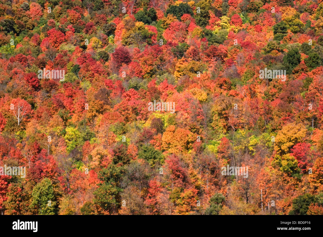 Autumnal deciduous trees change colour on a hillside in West Virginia