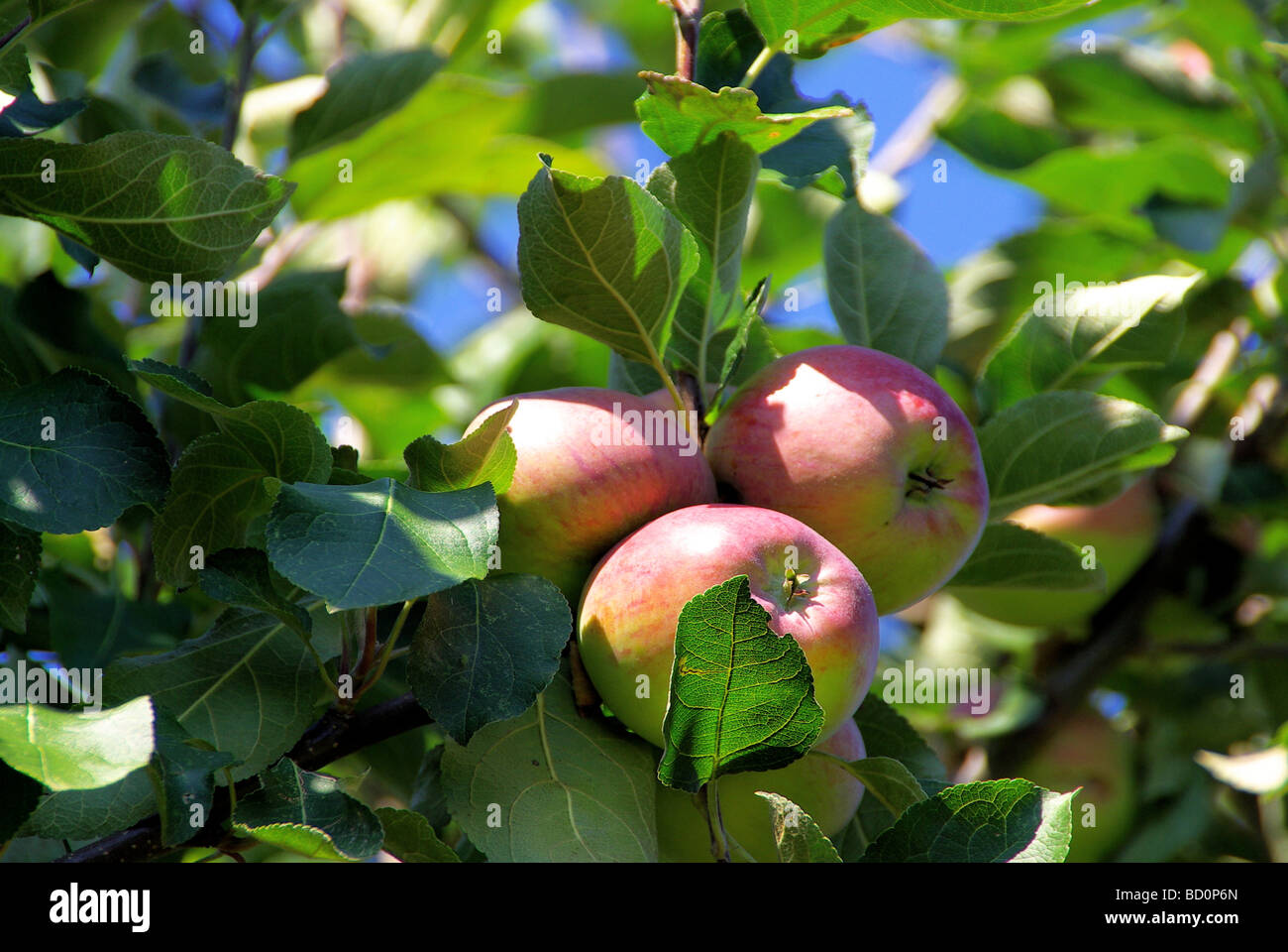 Apfel 01 hi-res stock photography and images - Alamy