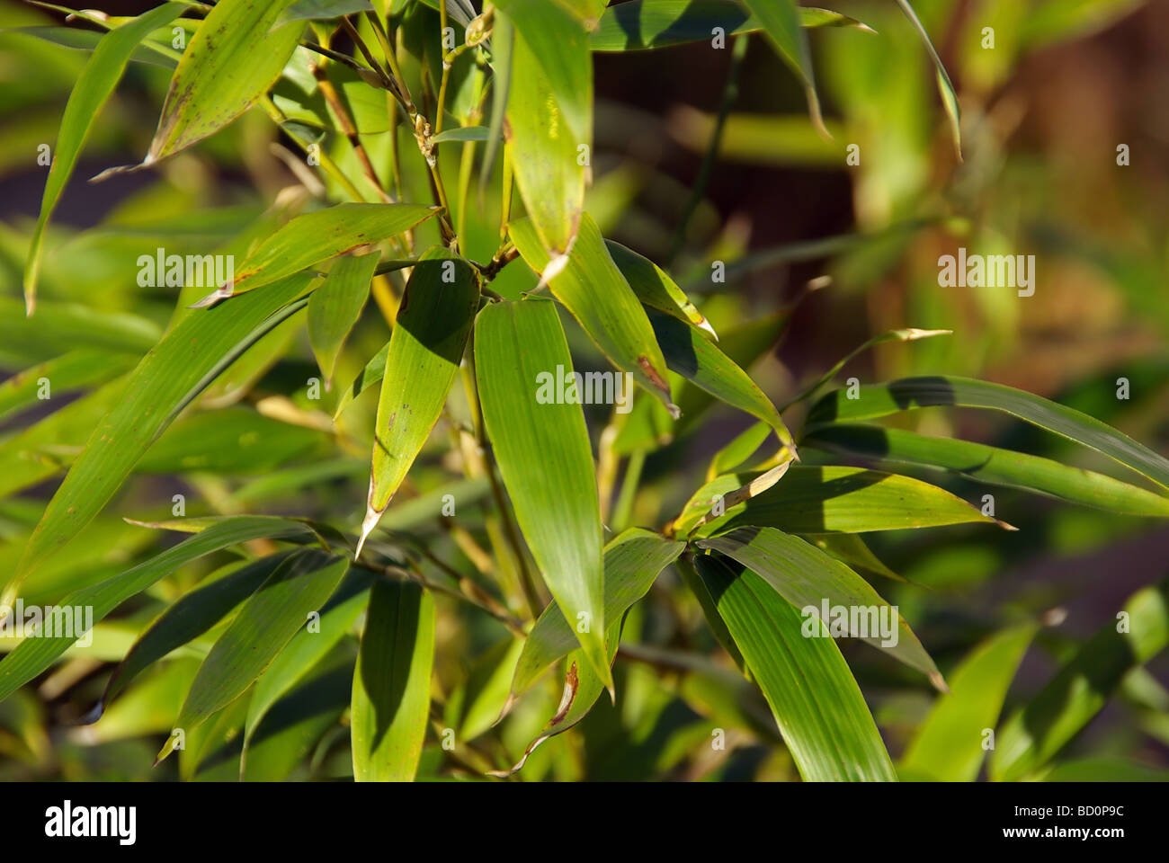bambus sichtschutz - landi Bambus-Sichtschutzzaun Brasil | Natur main image 1