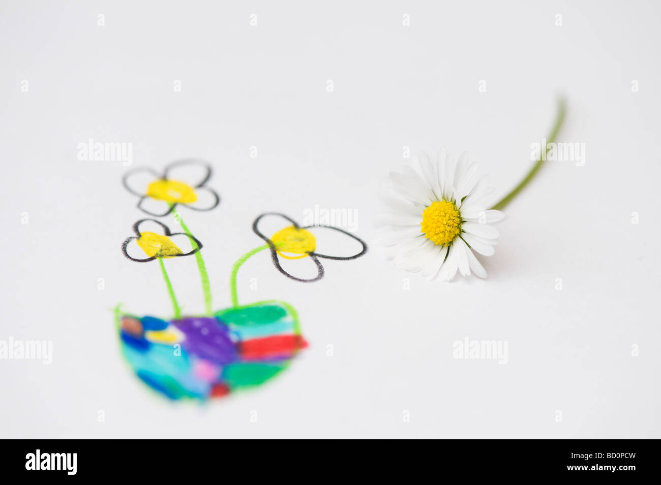 Daisy flowers with a child's drawing of flowers Stock Photo