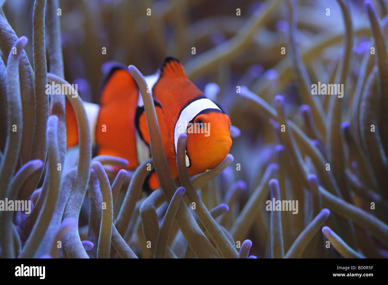 Amphiprion percula Clownfish hiding safe in host sea Anemone in a coral reef aquarium. Stock Photo