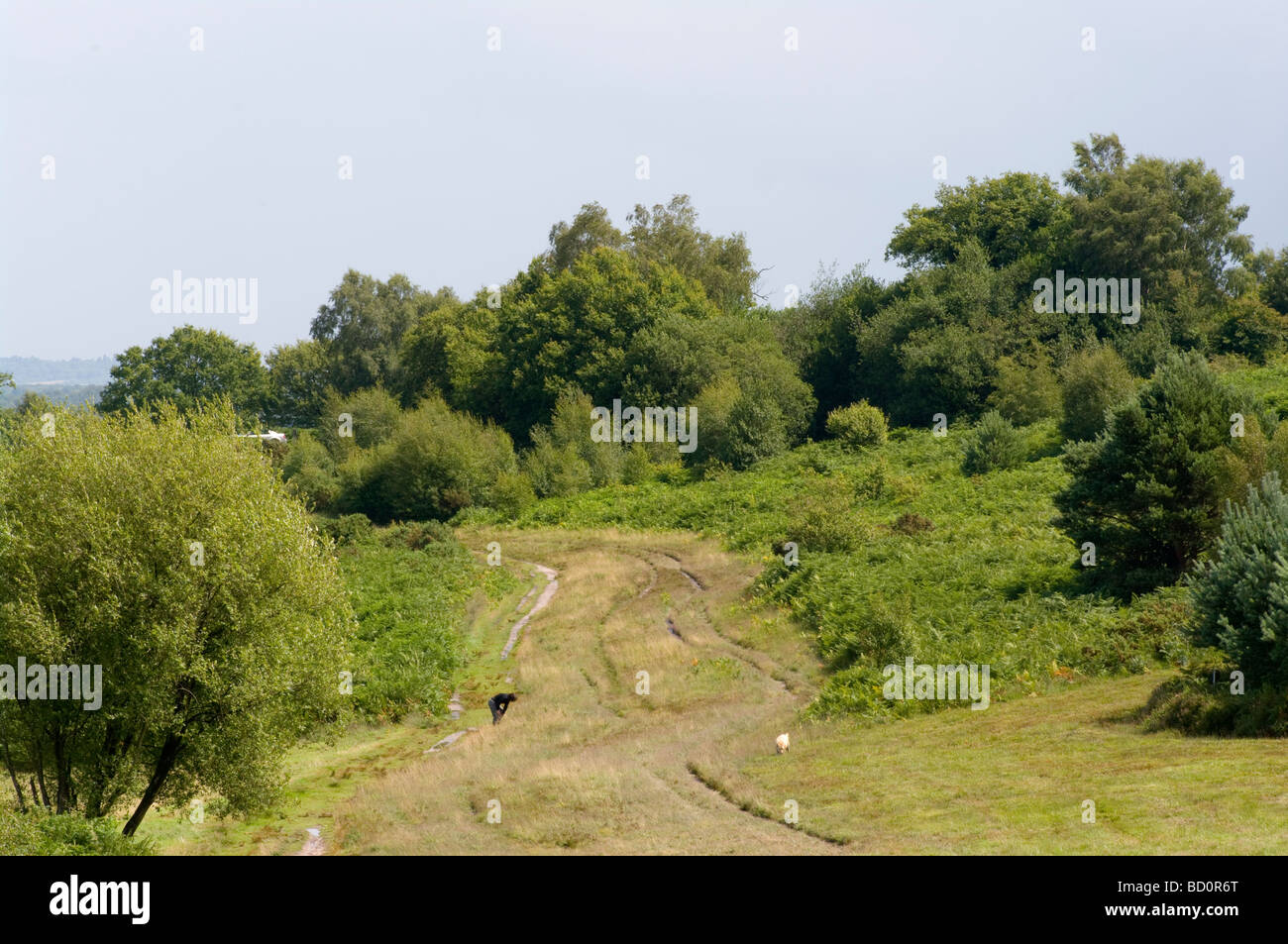 woman-walking-her-dog-through-ashdown-forest-east-sussex-stock-photo