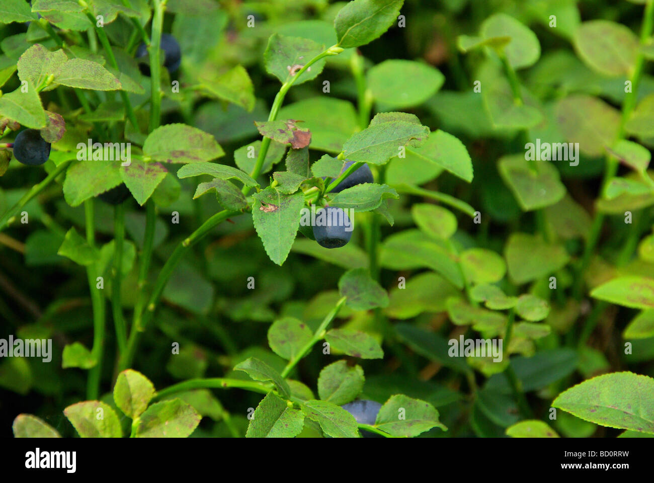 Blaubeere Pflanze blueberry plant 05 Stock Photo