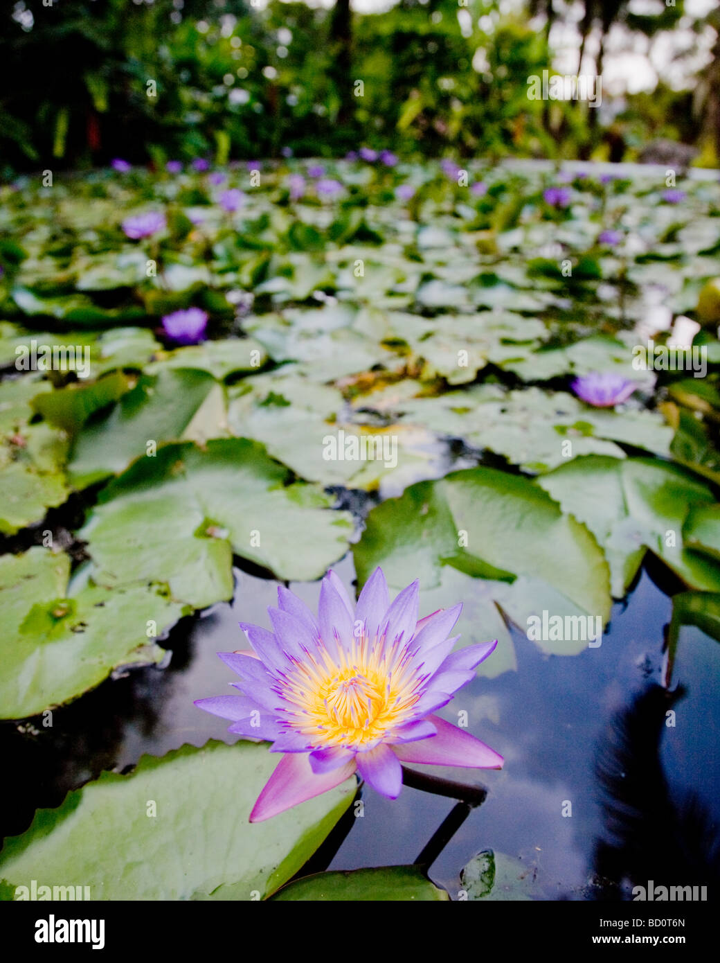 Water Lily In A Pond Kuala Lumpur Malaysia Stock Photo Alamy