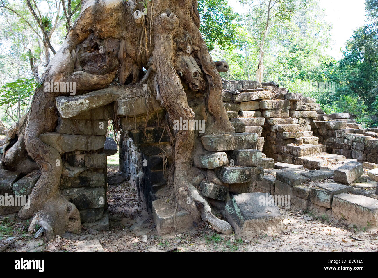 Temple at Angkor, Cambodia overgrown with tree roots Stock Photo - Alamy