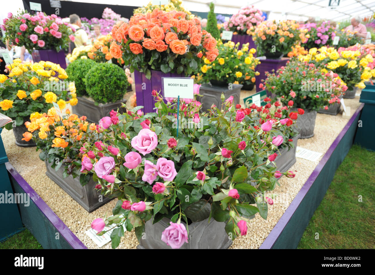 Floral display RHS Tatton Park flower show Knutsford Cheshire Stock Photo