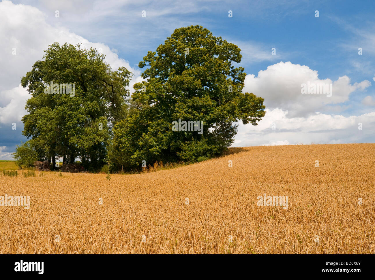 Oak and Sweet Chestnut trees in middle of cornfield - sud-Touraine, France. Stock Photo