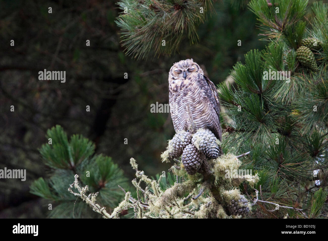 Young female Great Horned Owl sleeping on a branch, Estero Trail, Point Reyes National Seashore, California, USA Stock Photo