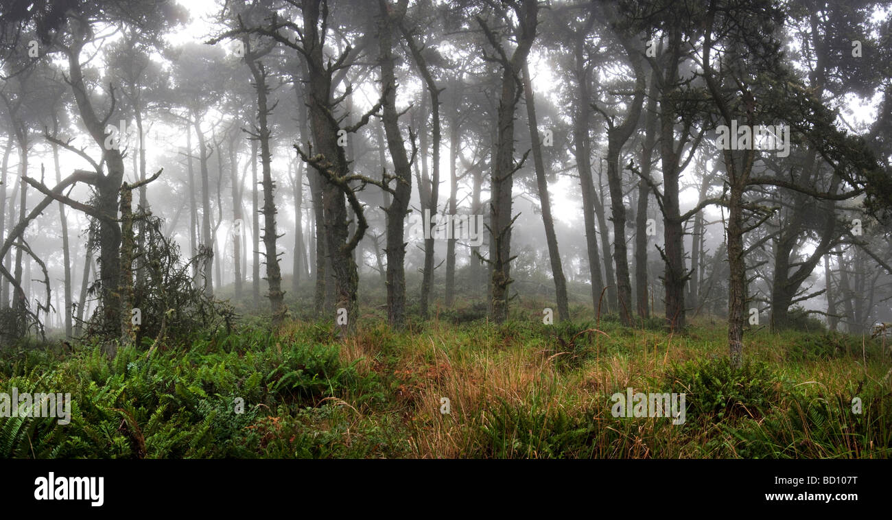 Magic vision hi-res stock photography and images - Alamy