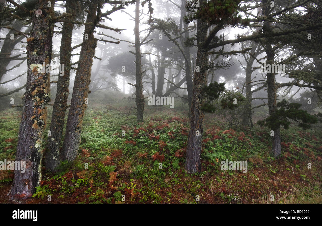 Point reyes and road hi-res stock photography and images - Alamy