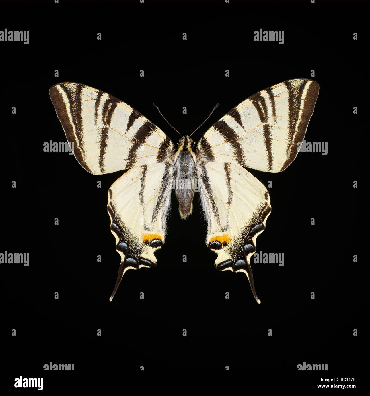 butterfly, brimstone, yellow, black background Stock Photo
