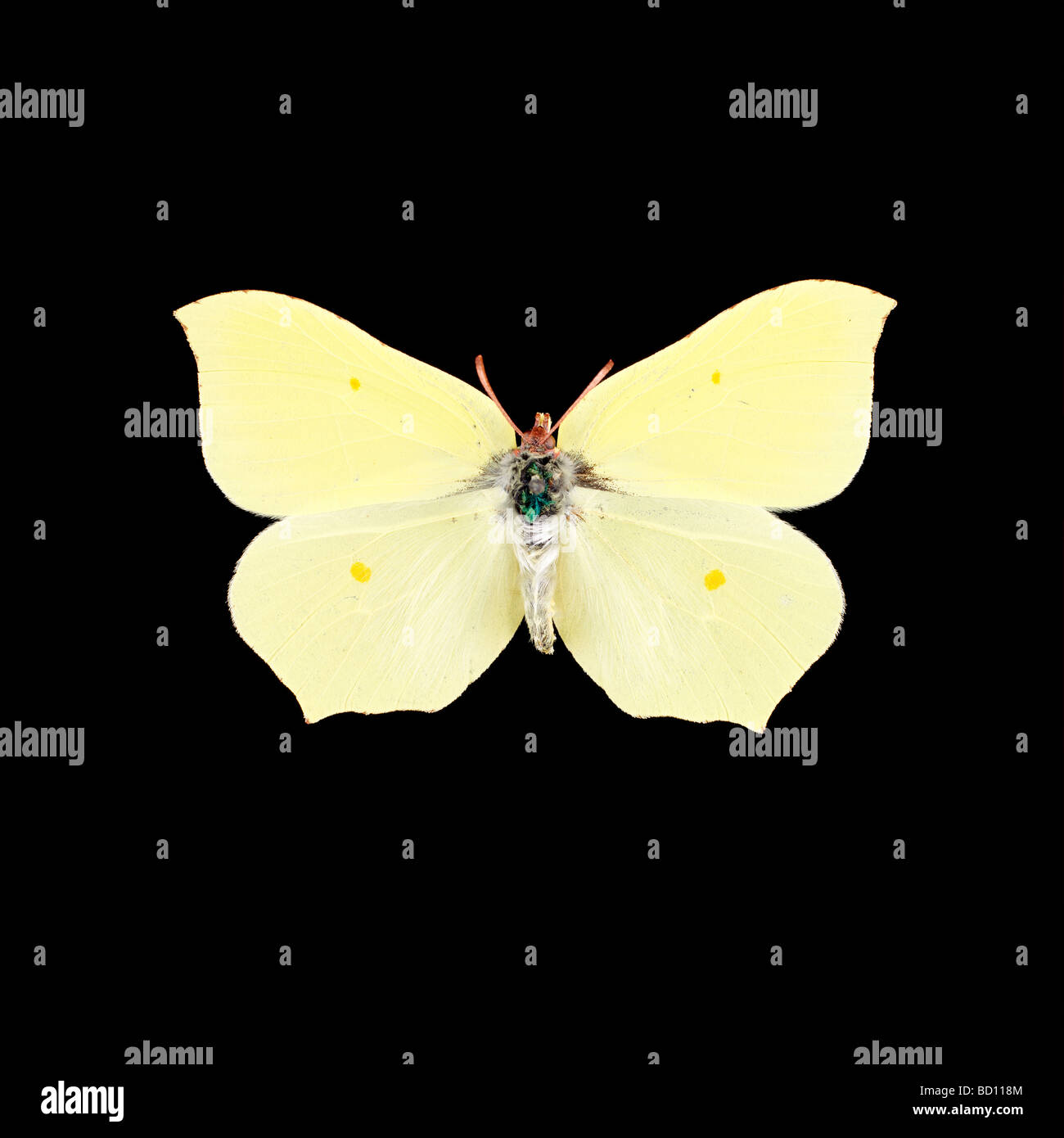 butterfly, brimstone, yellow, black background Stock Photo