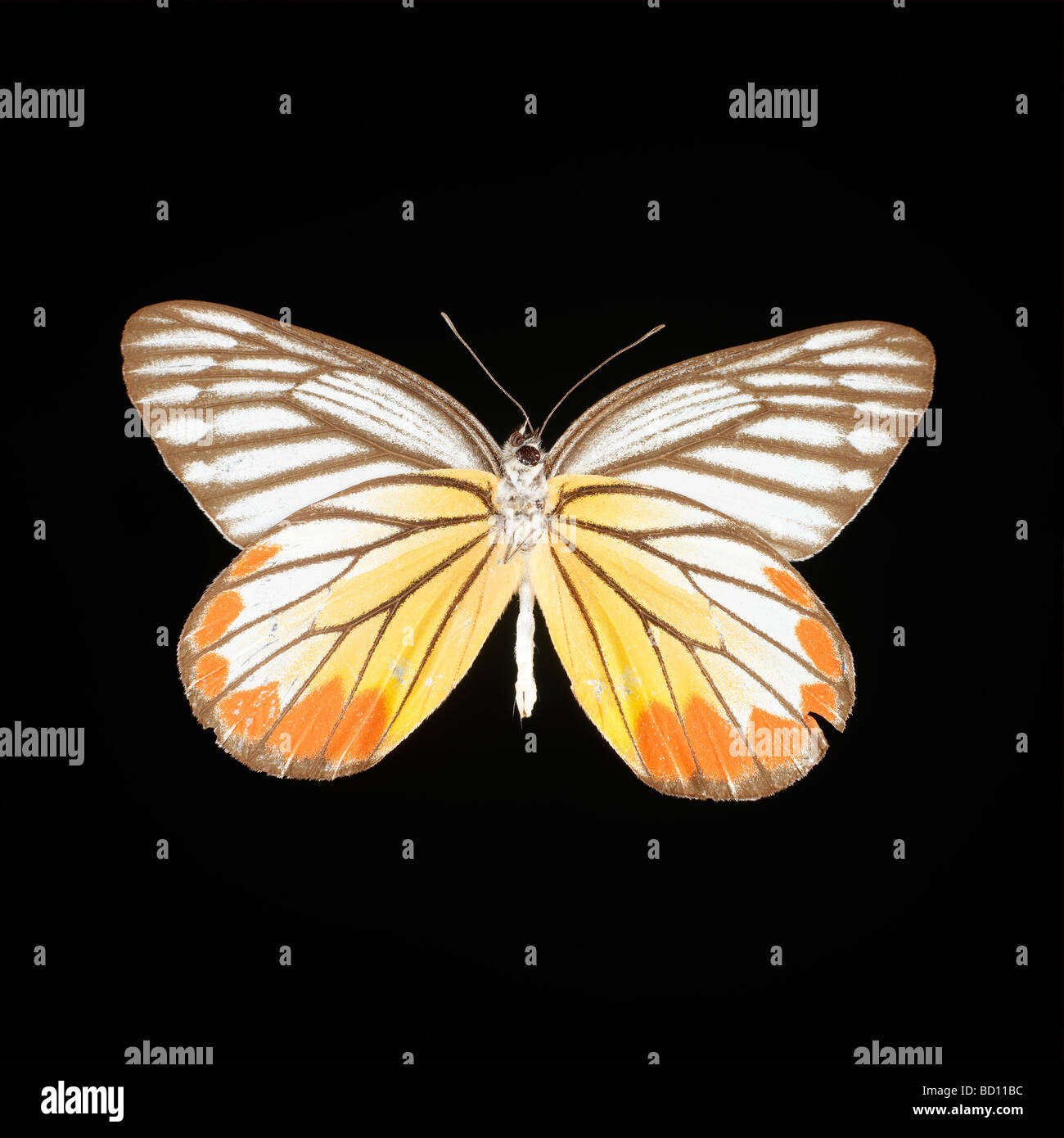 Colotis eucharis is a small butterfly of the family pieridae hires stock photography and images