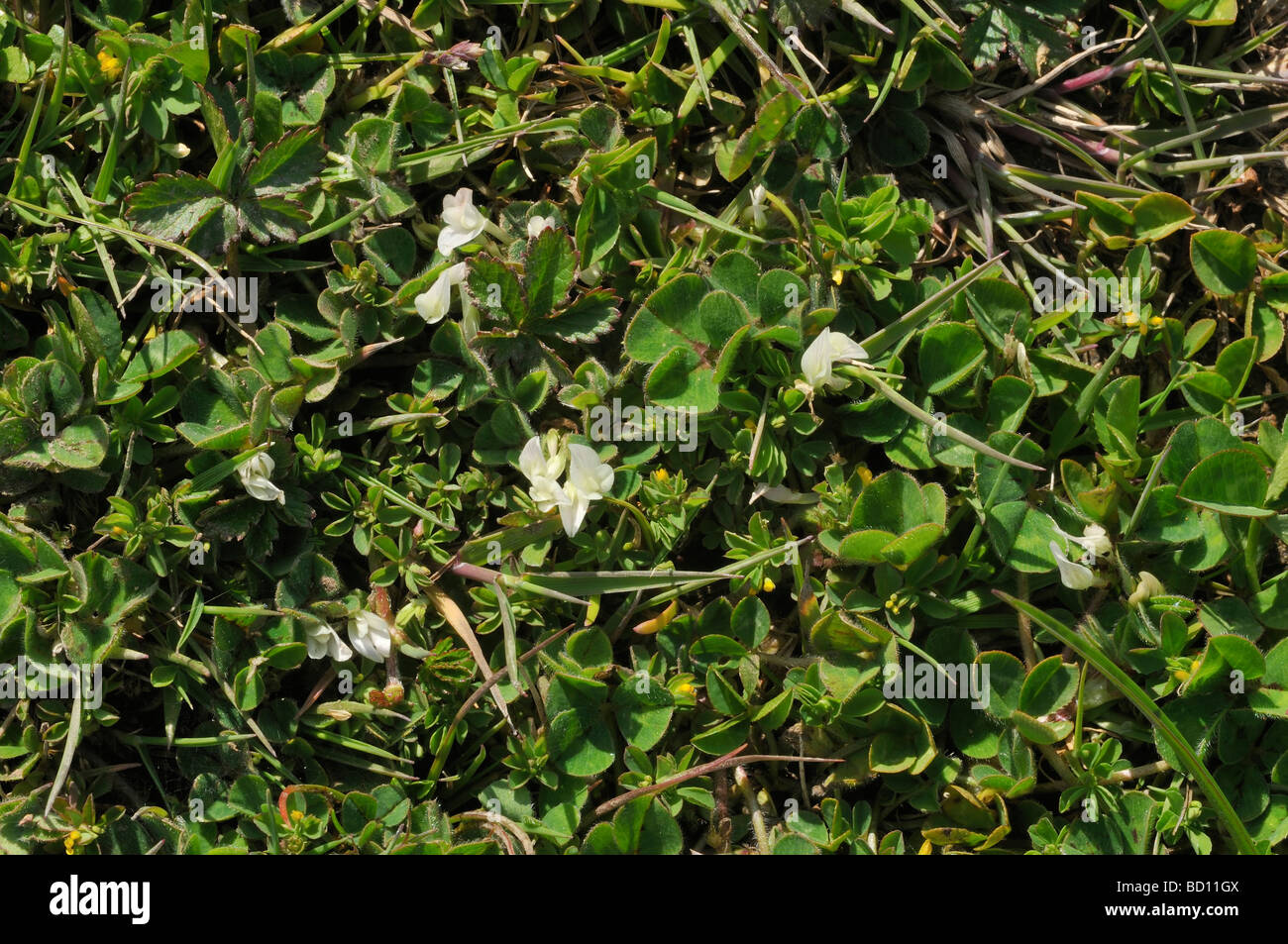 Burrowing Clover Trifolium subterraneum Stock Photo