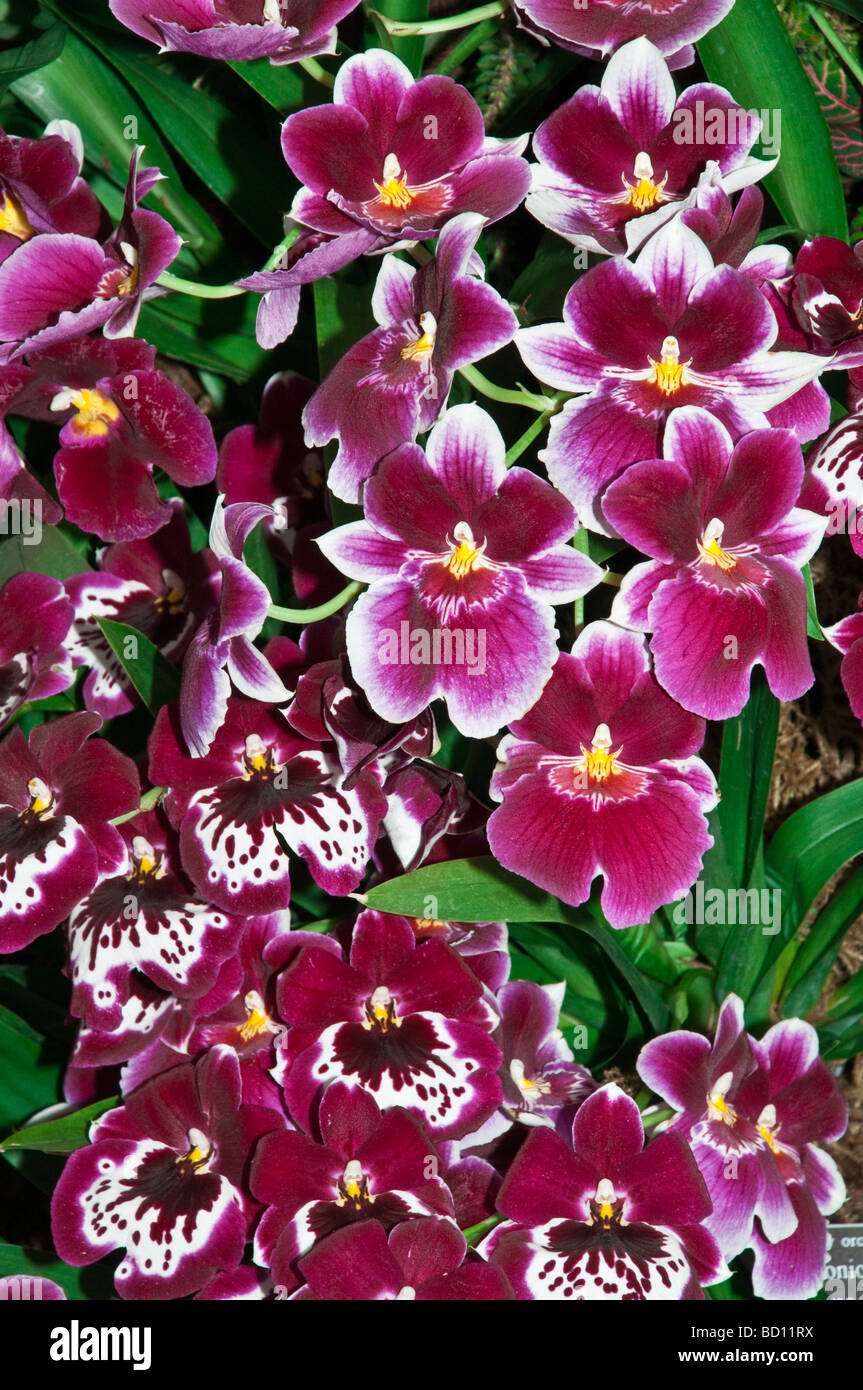 Pansy Orchids, Miltoniopsis, Hajime Ono, Orchidaceae Stock Photo