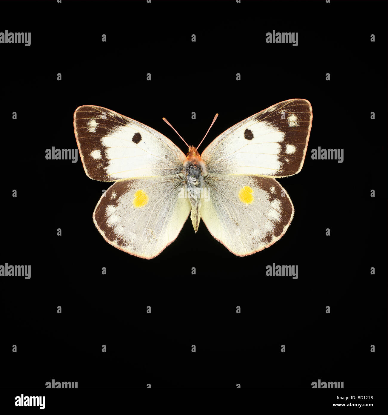 white butterfly black background Stock Photo Alamy