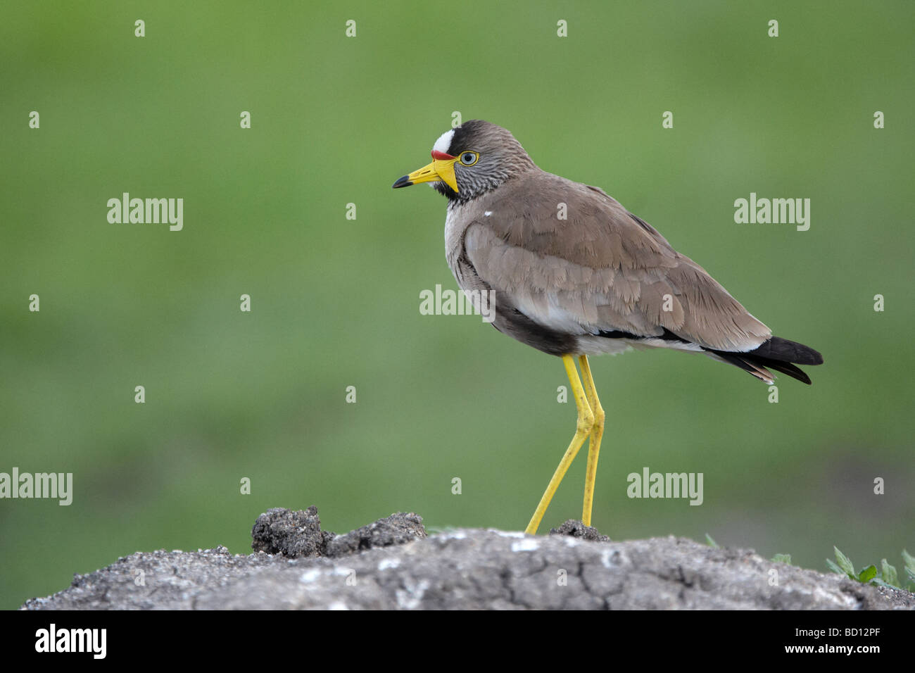 Bird with yellow legs hi-res stock photography and images - Alamy