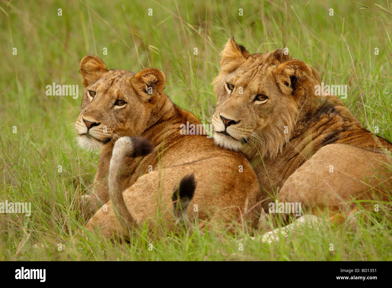 African lions, Queen Elizabeth National Park Stock Photo - Alamy