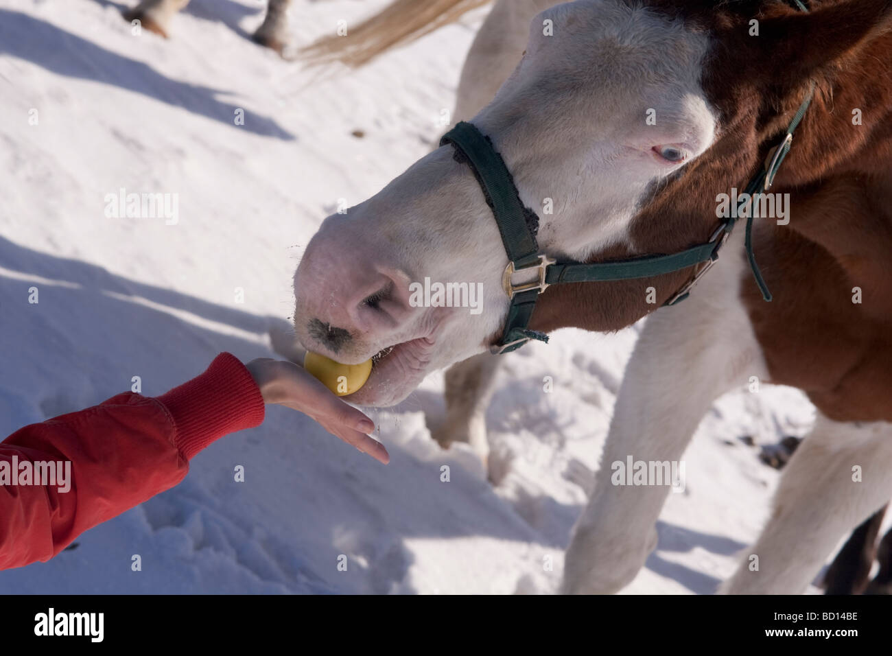 Horse eating an apple hires stock photography and images Alamy