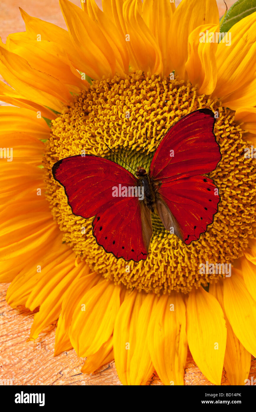 Red butterfly on sunflower Stock Photo Alamy
