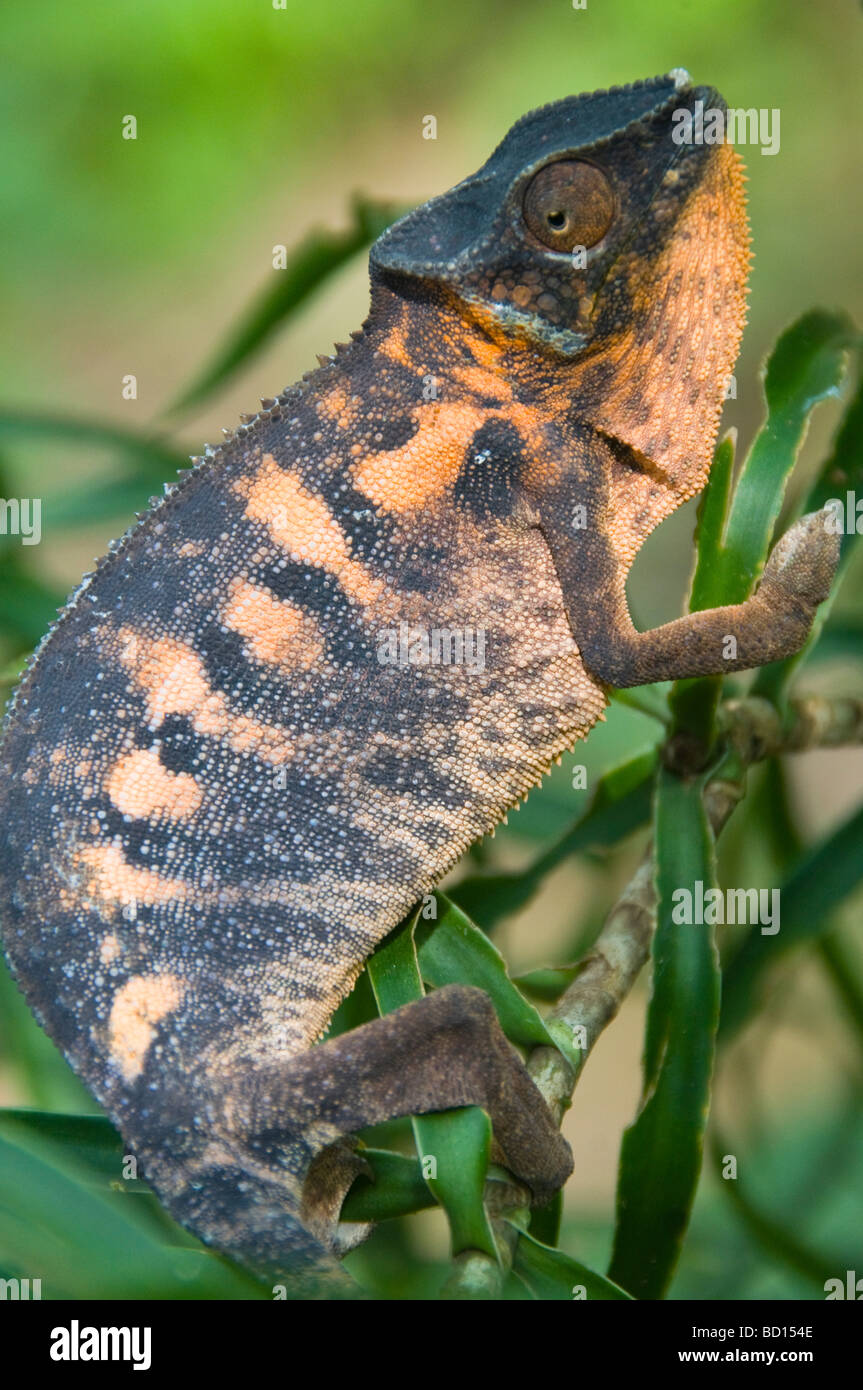 Panther chameleon Furcifer pardalis in Ankarana National Park in Madagascar Stock Photo