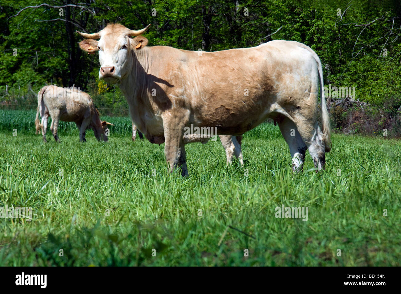 Cows grazing in pasture Stock Photo