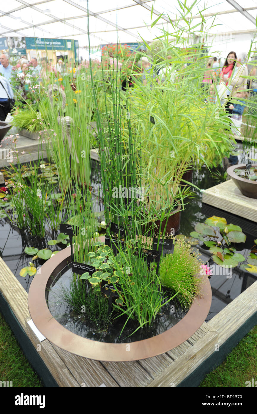 A bowl of water loving plants and reeds at the RHS Flower show Tatton Park Knutsford Cheshire Stock Photo