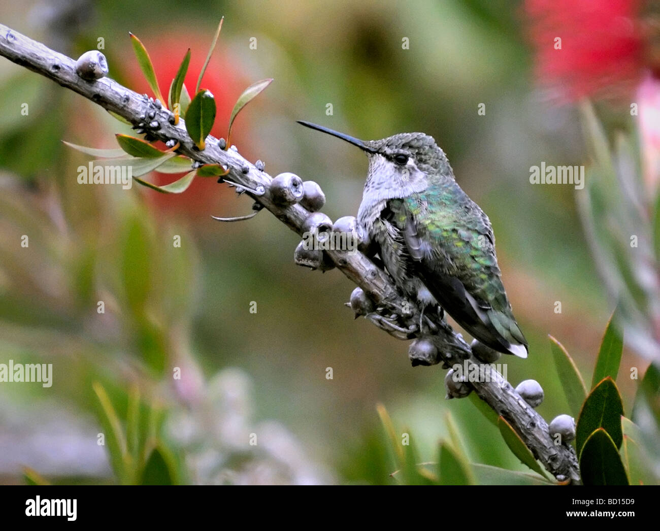 Anna's Hummingbird (Calypte anna) perched on a branch, pictured against a blurred background Stock Photo
