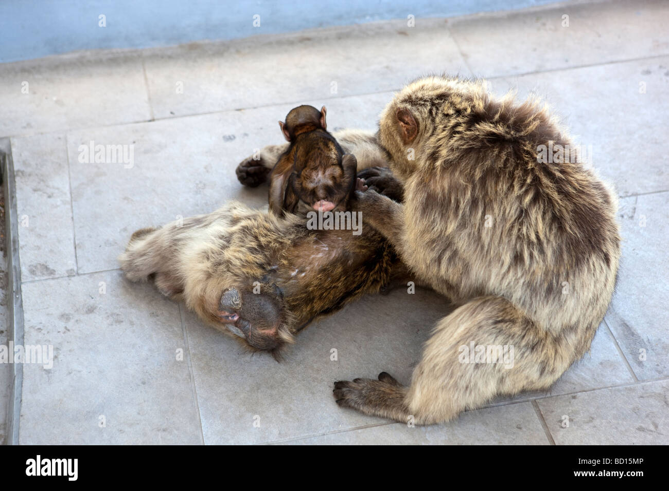 Gibraltar Barbary Macaque /Macaca sylvanus/ Stock Photo