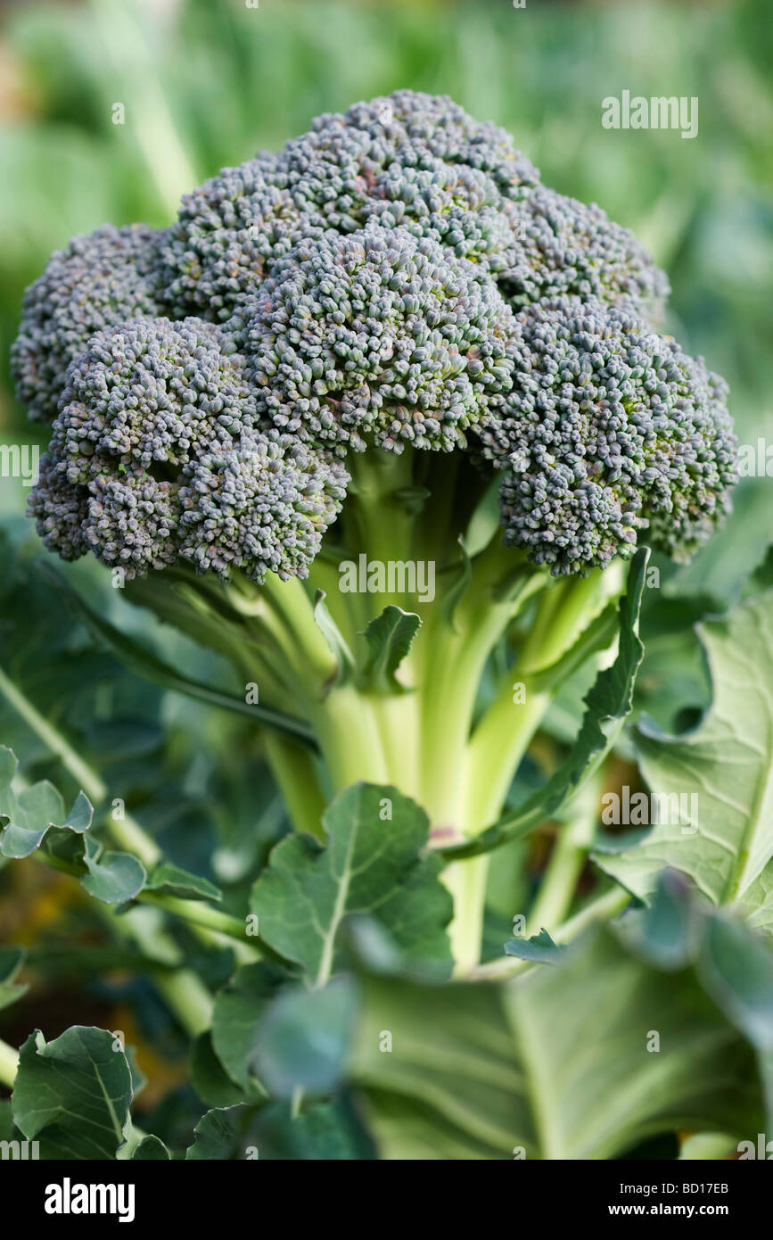 Growing broccoli hires stock photography and images Alamy
