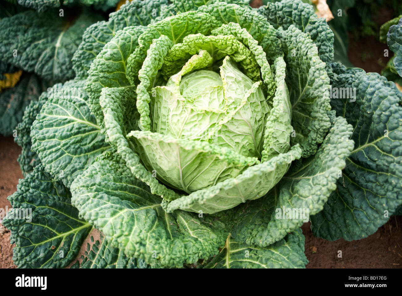 Savoy cabbage growing in vegetable garden Stock Photo