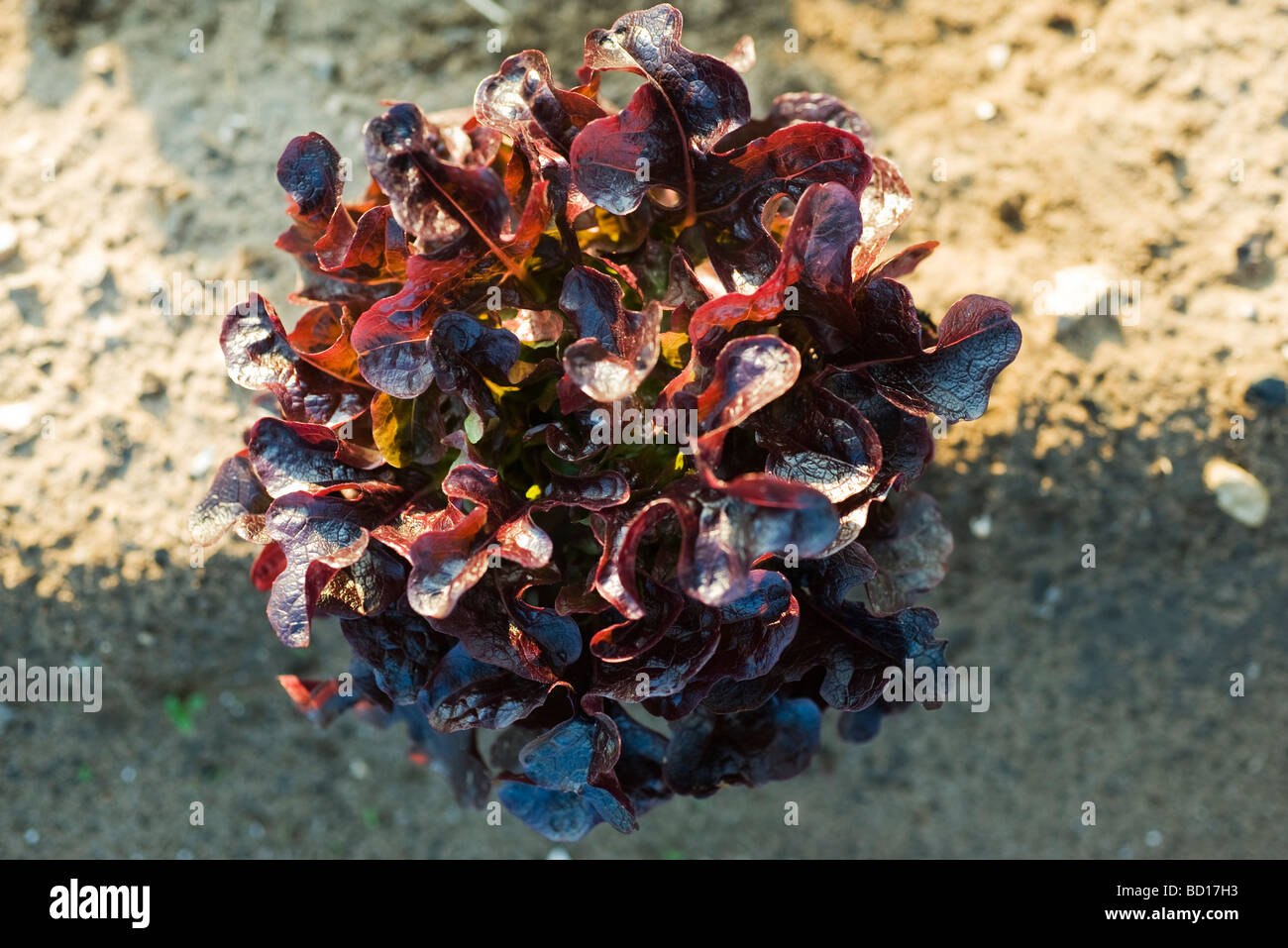 Red oak leaf lettuce growing in garden Stock Photo Alamy