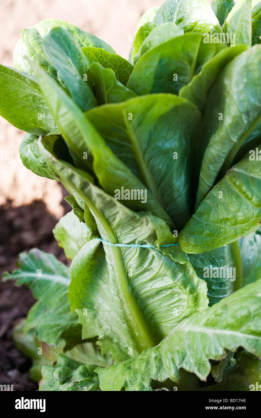 Lettuce band hires stock photography and images Alamy