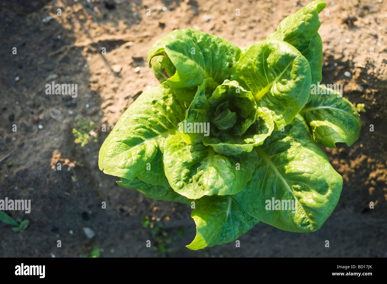 Romaine lettuce growing in vegetable garden Stock Photo Alamy