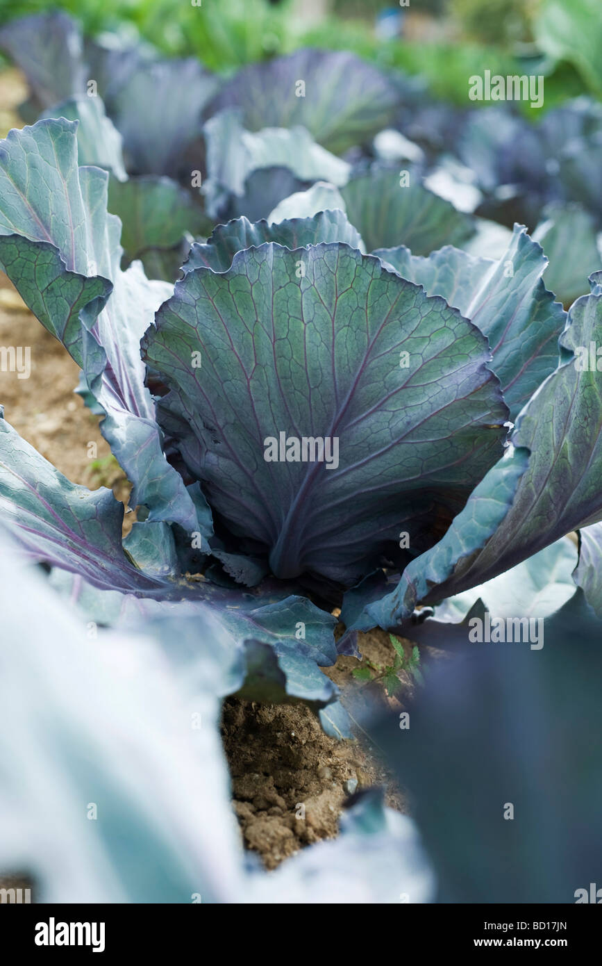 Red cabbage growing in vegetable garden Stock Photo Alamy