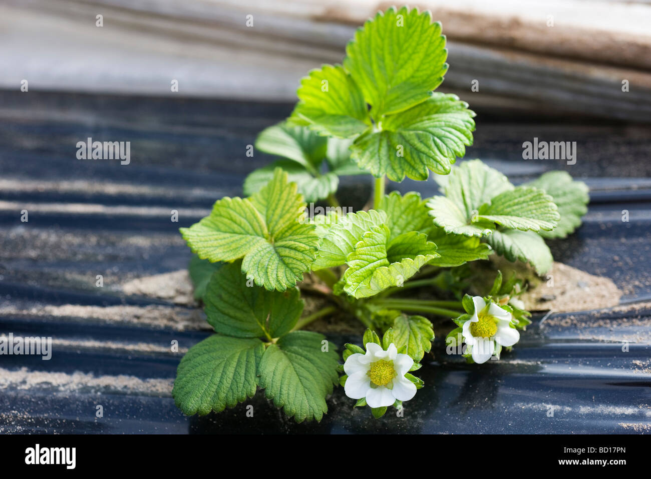 Strawberry plant growing in vegetable garden Stock Photo - Alamy