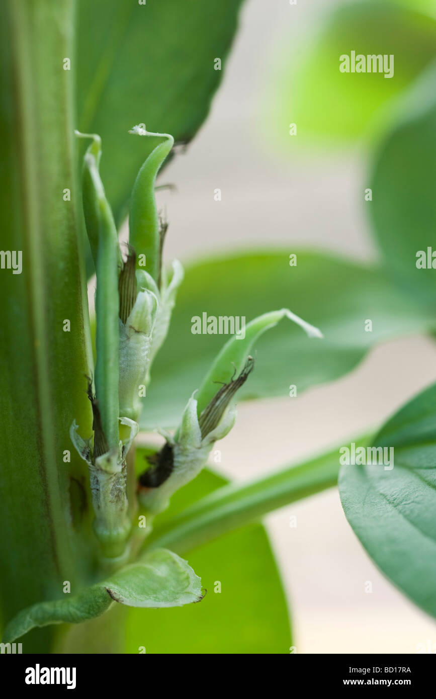 Broad bean plant, closeup Stock Photo Alamy