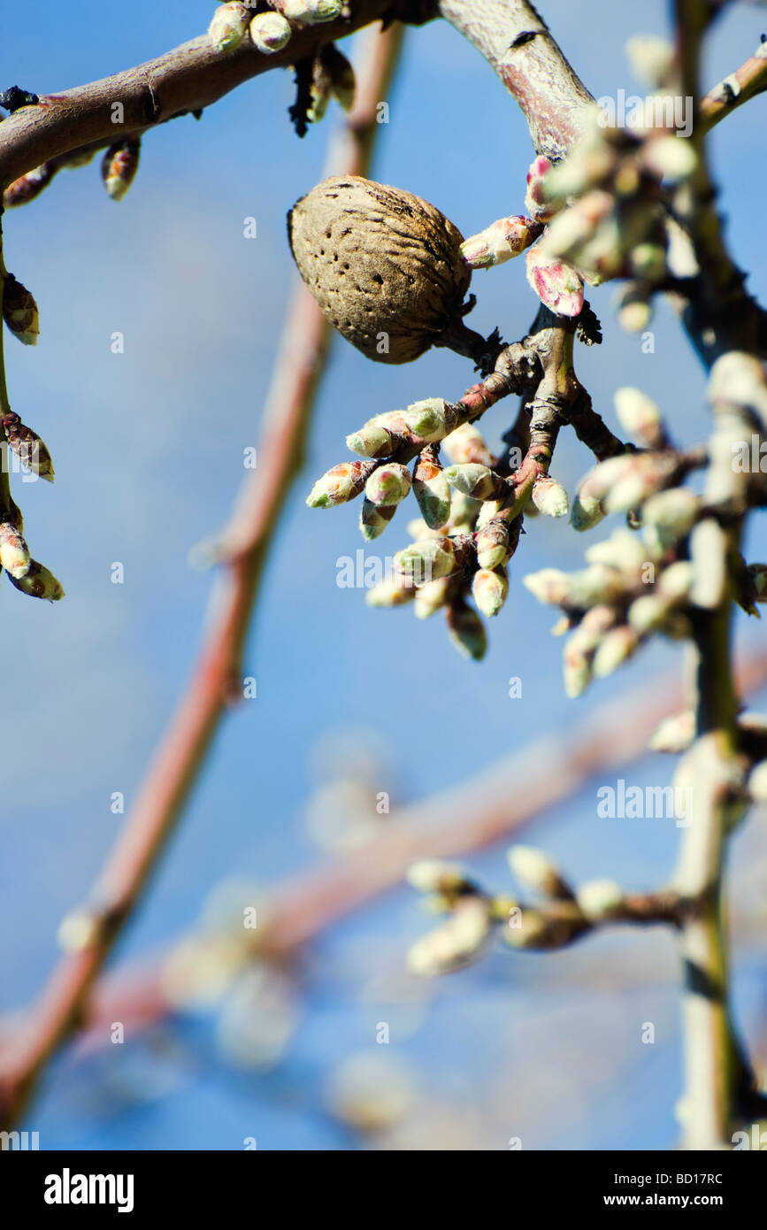 Almond tree budding, closeup of branch Stock Photo Alamy