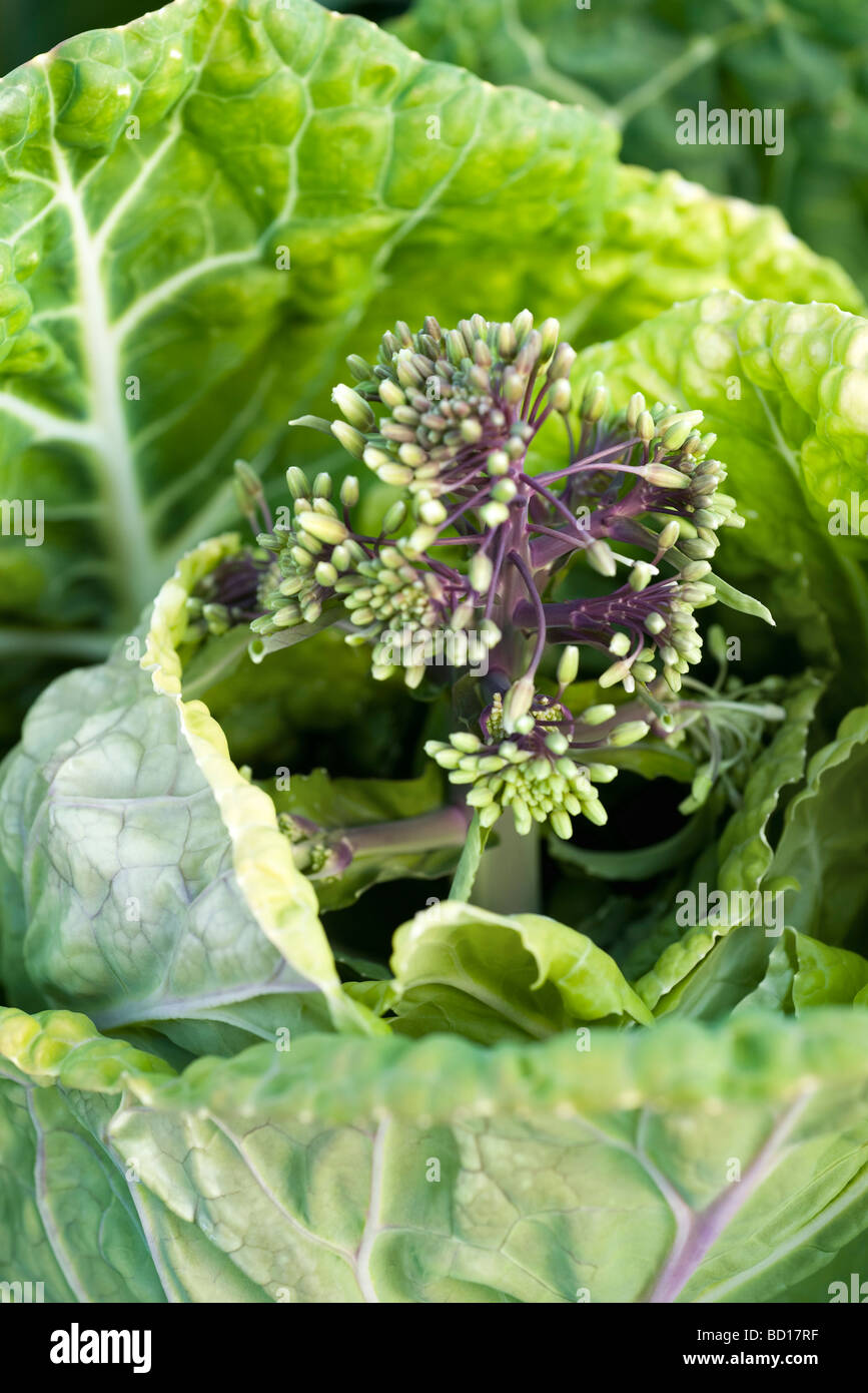 Flowering cabbage plant Stock Photo Alamy
